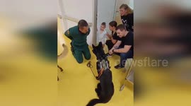Police take sniffer dog to hospital to surprise youngster
