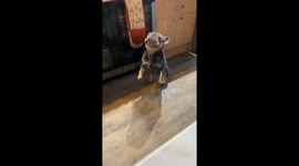 Dog dances in Livingston, UK