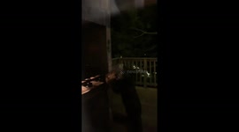 Bear steals food in Bosques de Monterreal, Mexico