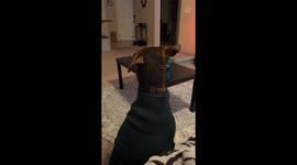 Dog hilariously sucks in carrot treat after commands