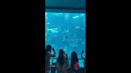 Baby shark hugs scuba diver inside aquarium