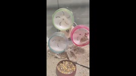 Three pet hamsters run on wheels at the same time