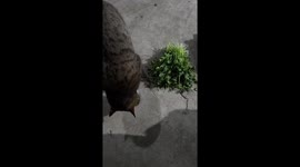 Pet cat intrigued by cilantro in China