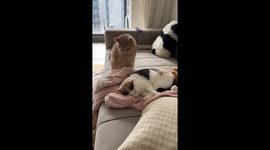 Playful cat sneaks attack on sofa buddy in Zhejiang, China