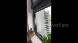 Pet cat forms adorable friendship with wild squirrel that visits their window daily in China
