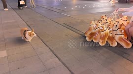 Pet corgi mistakes corgi-shaped balloons for his friends and barks for their freedom