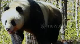 National park boosts panda protection in China