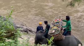 Elephants given mountain rescue training in Thailand