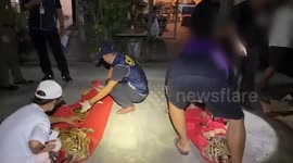 Police bust tiger skin trafficking business in Thailand