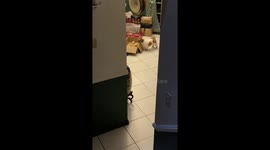 Pet dog makes friends with box of chicks