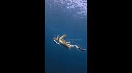 Free diver and sea turtle swim in sync