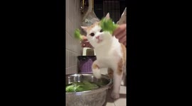 This pet cat loves eating lettuce