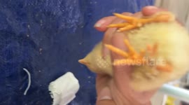 Chick born with 3 legs in Vietnam