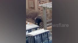 Police shoot wild boar terrorising playground in China