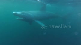 Two six metre Basking Sharks encountered by kayaker in a fierce offshore wind.