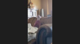 Sphynx cat steals the show with rapid fire sneezes