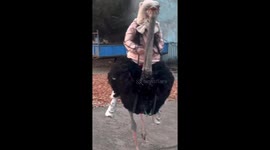 Ostrich ride ends in fall in Heilongjiang, China