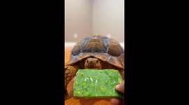 EXCLUSIVE : Scout the Tortoise's soothing pitter patter sounds get 22M views on tiktok