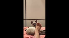 Siamese cat swivels its head either side of owner's foot