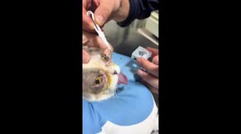 Doctor fits injured cat with contact lenses in China