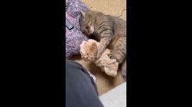 Puppy and pet cat play together