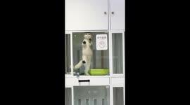 Pet cat scratches glass to leave pet store cubicle