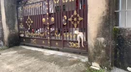 Playful Chinese dog rescued from door crack