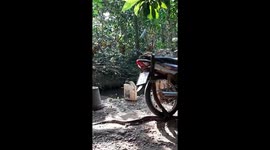 Huge python slithers across motorcycle parked outside home