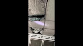 Locals help rescue trapped cat from kitchen ceiling