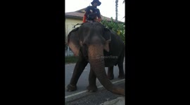 Elephant and caretaker stops to buy jewellery from stand