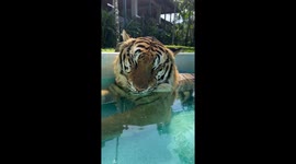 Sleepy tiger nods off and snores in the water