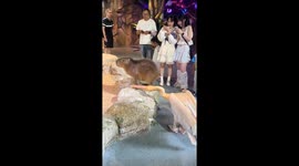 Hungry pelican attempts to eat capybara