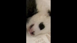 Panda cub in Berlin rolls over