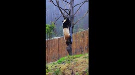 How do giant pandas climb trees?