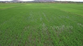 China gives Madagascar confidence to achieve food self-sufficiency: Madagascan official