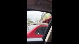 Stray cat rescued in Zhejiang, China