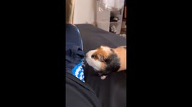 Guinea pig asserting dominance in Zurich, Switzerland