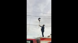 Sloth rescued from overhead cables in Carrizal, Venezuela