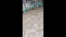Dog rescued from water in Neiva, Colombia