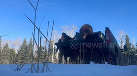 Footage shows the moment orphaned bear cubs are released back into the wild