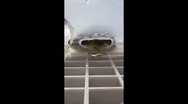 Exclusive-Two-headed turtle’s shrimp feast fascinates thousands