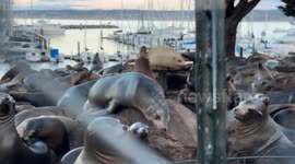 Sea lions overtaking a park in Monterey, California