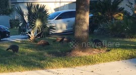 US: Turkeys Spotted Pecking By The Roadside Two Days Before Thanksgiving