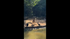 Kangaroo vs Bird at the zoo in Nanjing, China
