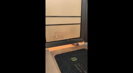 Cat pulls mat under door in Hubei, China