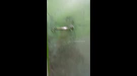 Cat watches owner in bathroom in Valenzuela