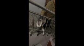 Stubborn cat refuses to go downstairs in Zhejiang, China
