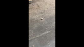 Rat rolls on the ground in France.