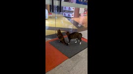 Cats startled by a doberman in Guangdong, China