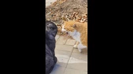 Two cats arguing in Hebei, China